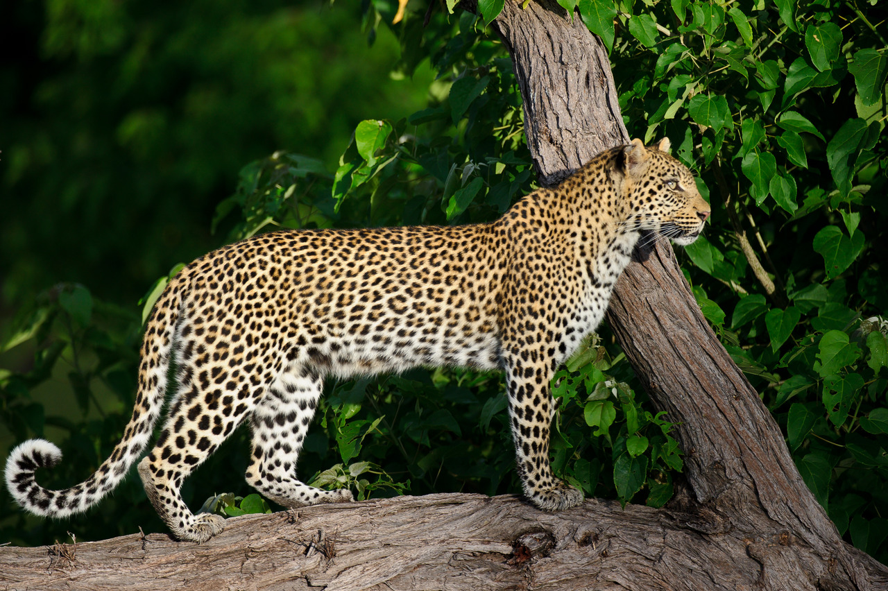 Leopard on safari at Chitabe
