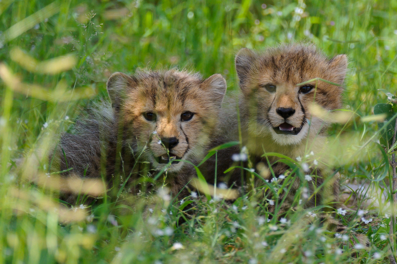 Cheetah cubs at Chitabe