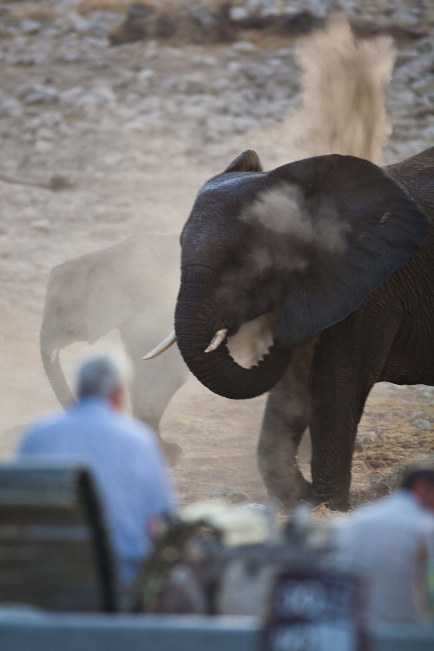Waterhole at Okaukuejo Camp