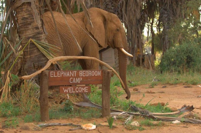 Elephant Bedroom