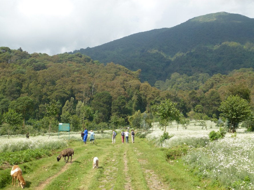 Gorilla Trekking Volcanoes National Park