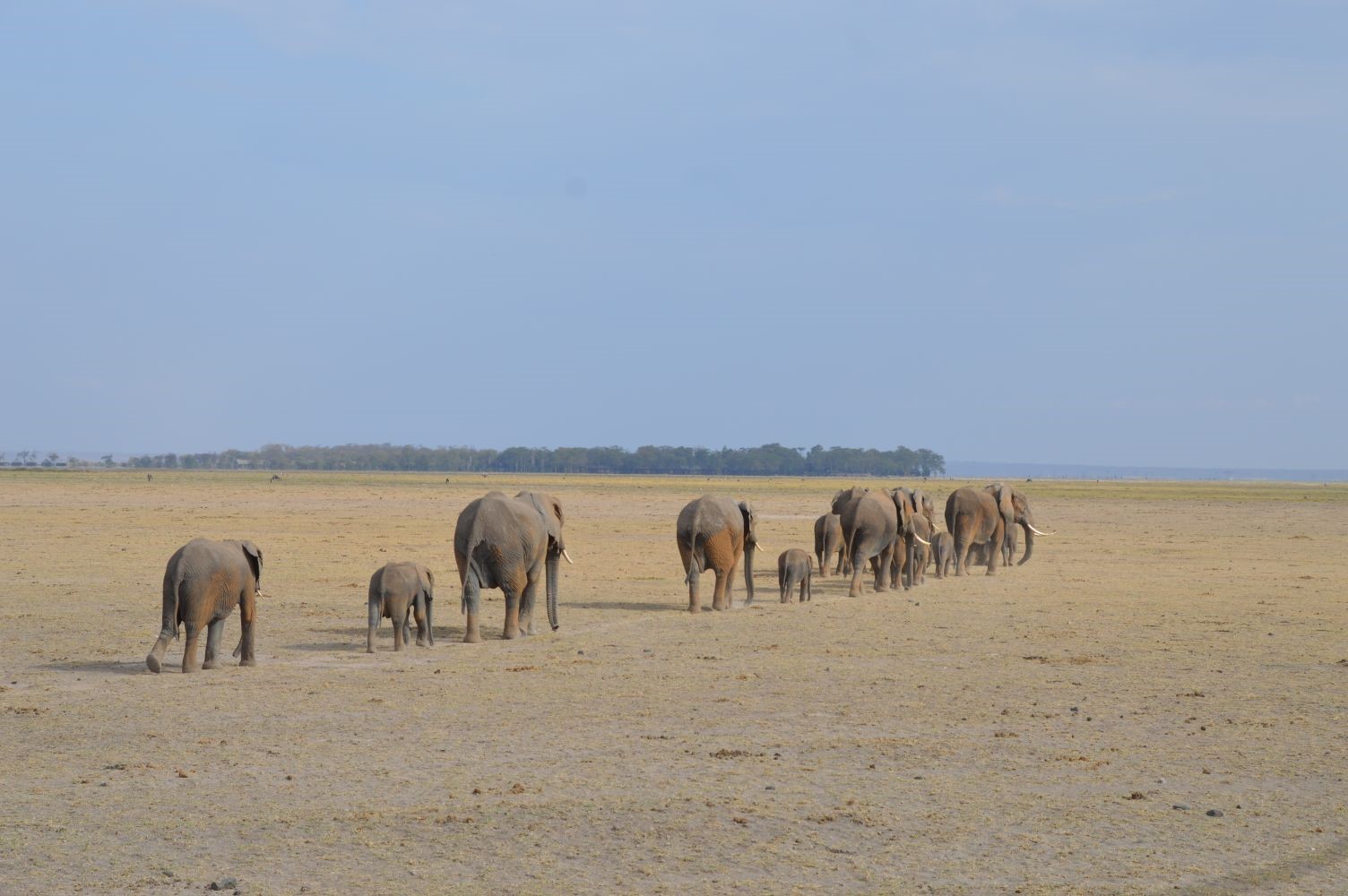 Herd of Elephants in Amboseli National Park