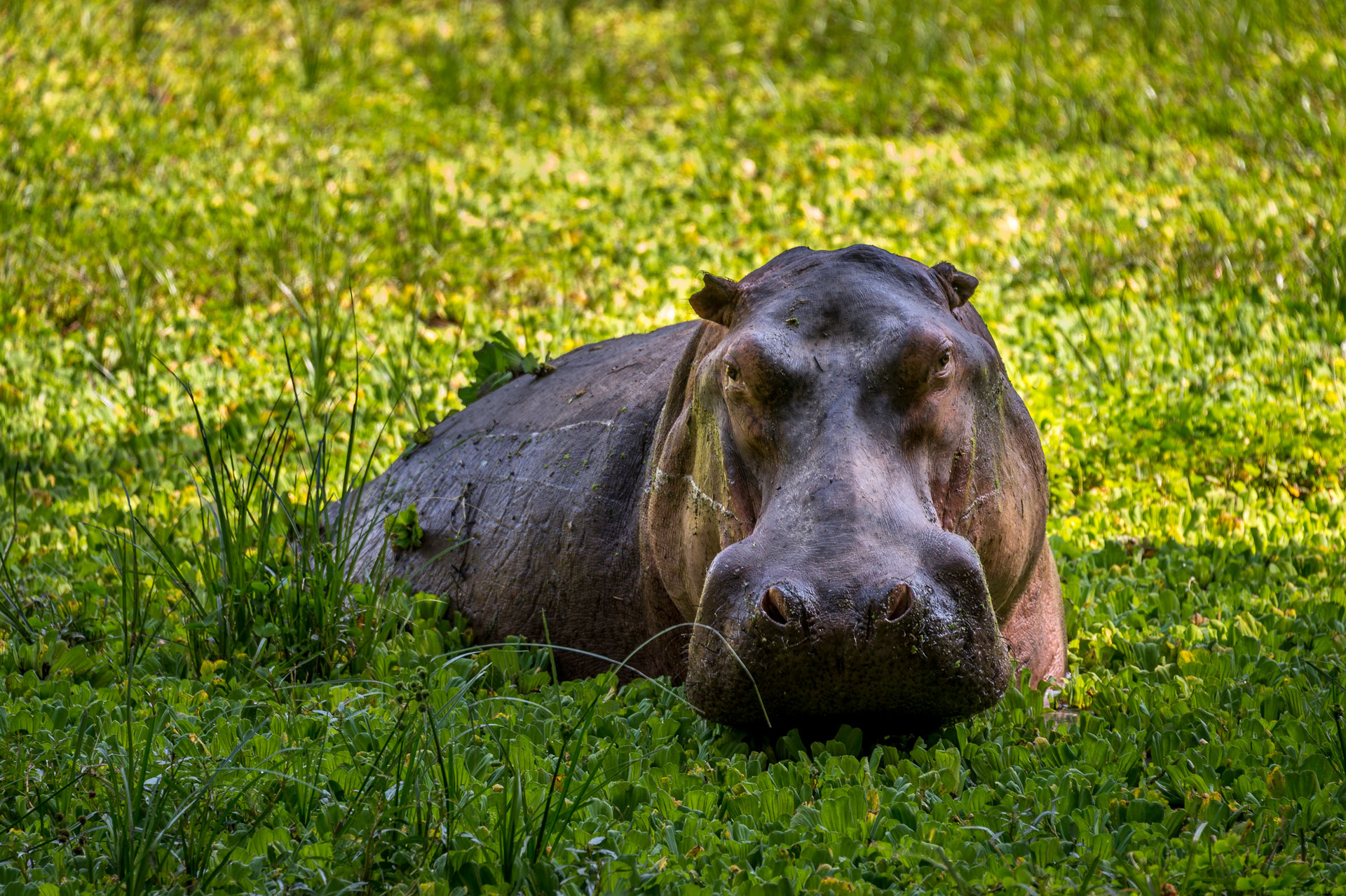 Zungulila Hippo