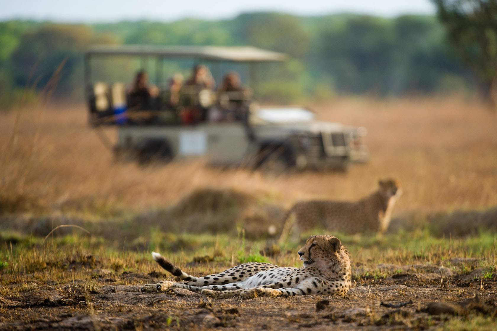 Shumba Game Drive