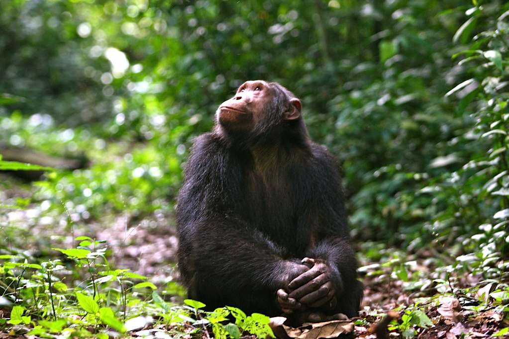Chimp from Kyambura Gorge Lodge
