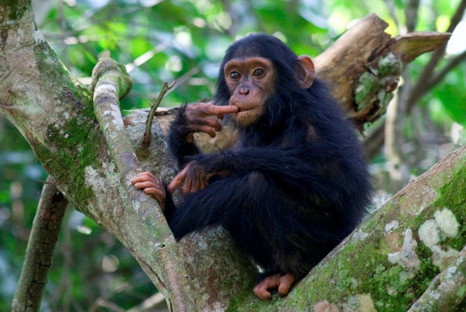 Kyambura Chimp