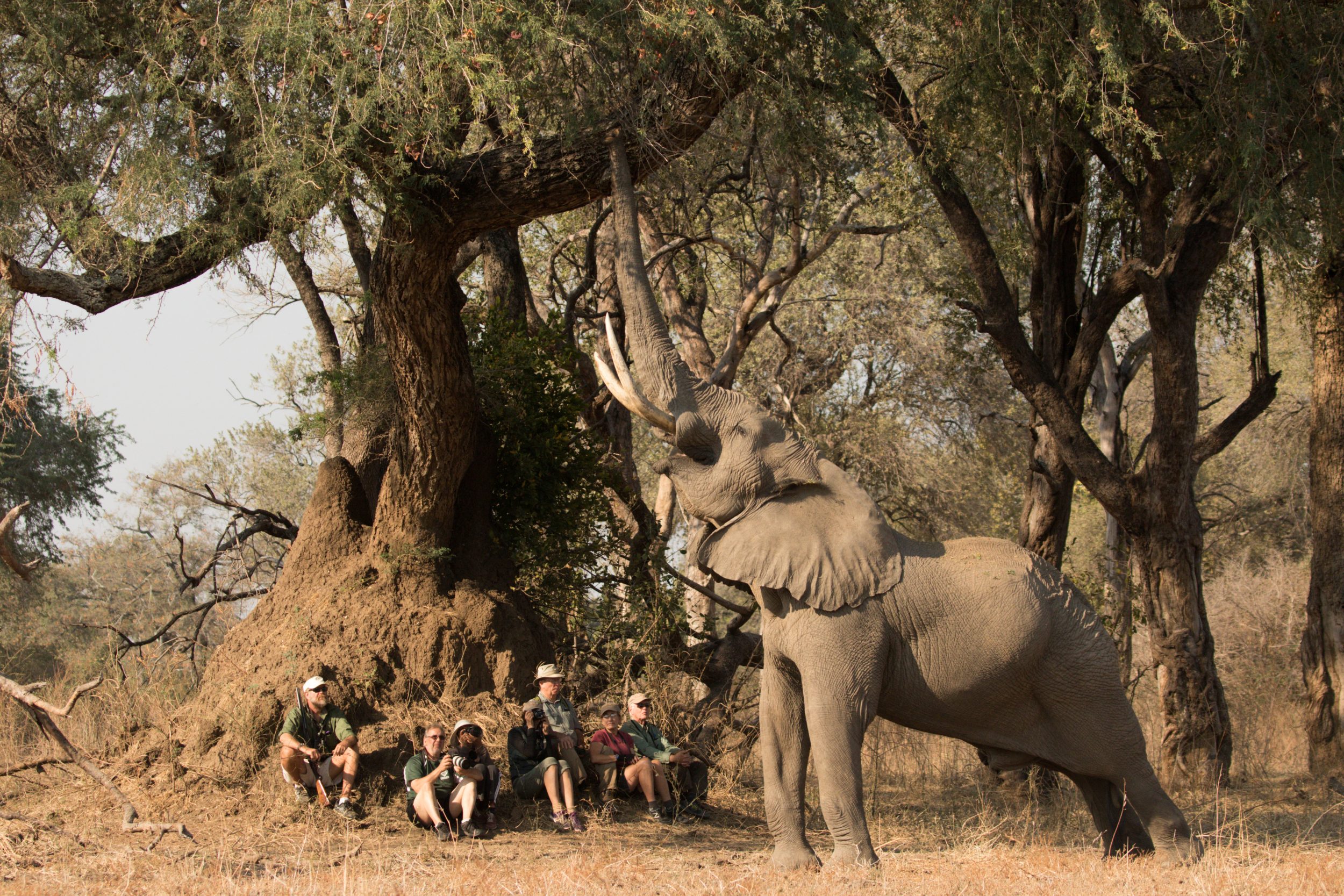 (c) Stretch Ferreira Safaris