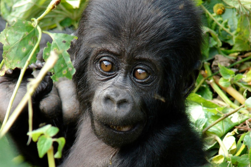 Baby Gorilla