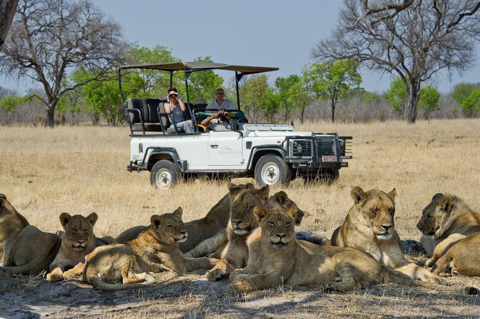Lions near Davisons Camp, Hwange