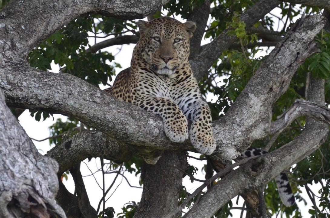 (c) Tangulia Mara Camp