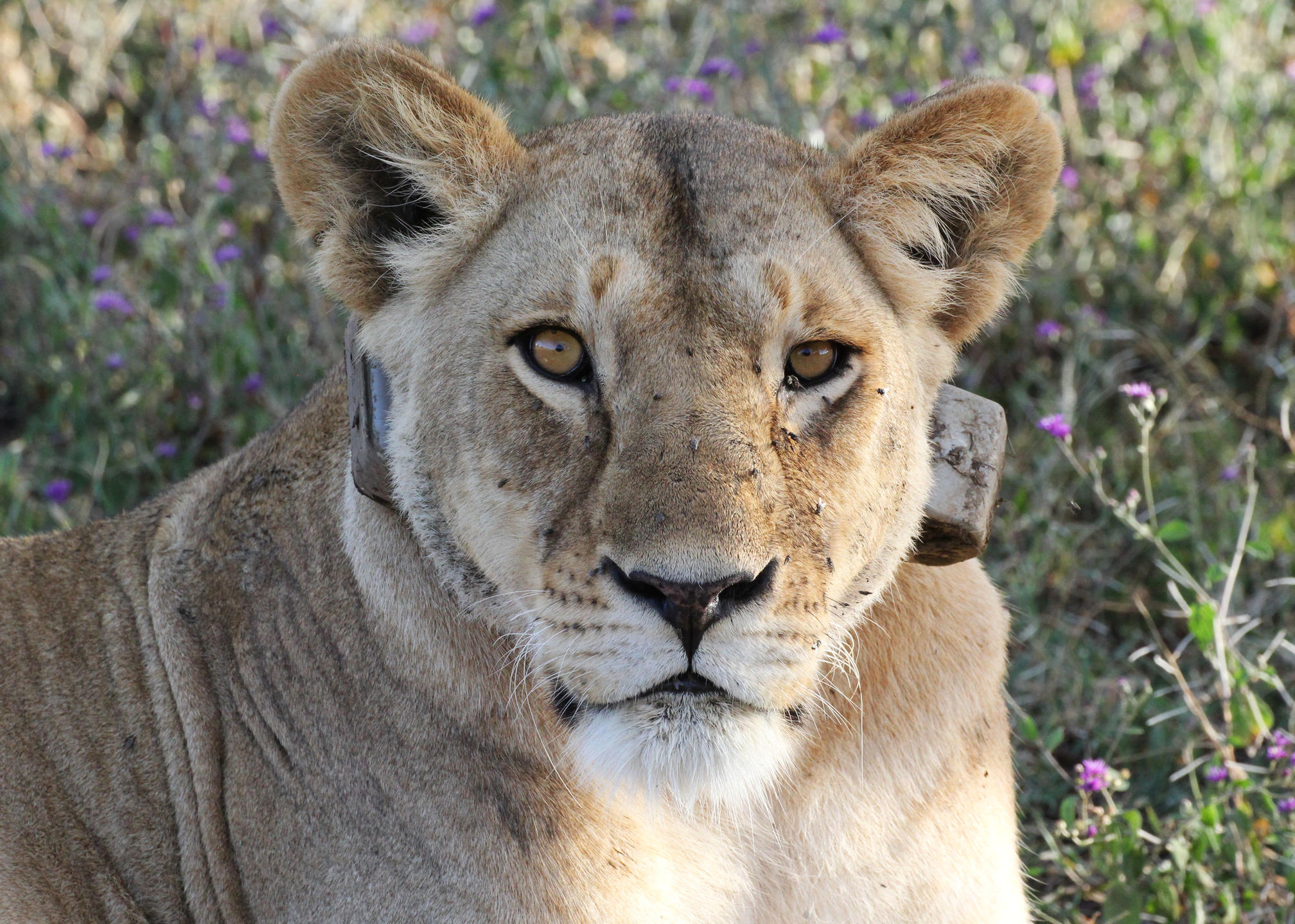 lion on safari from andbeyond ngorongoro crater lodge