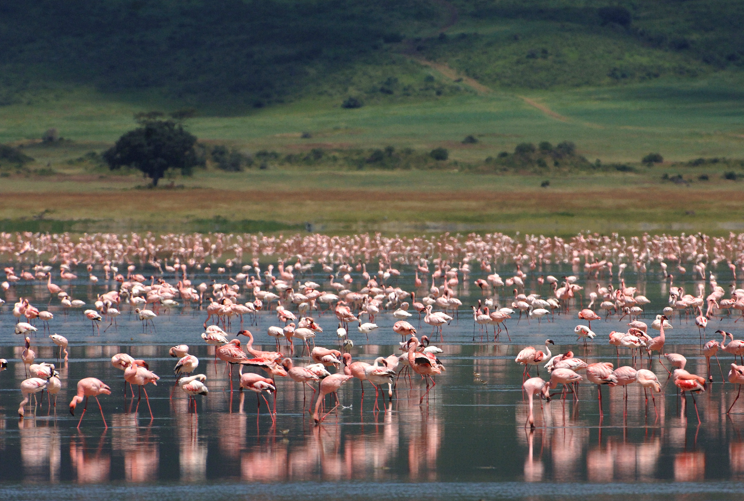 Crater floor from andbeyond ngorongoro crater lodge
