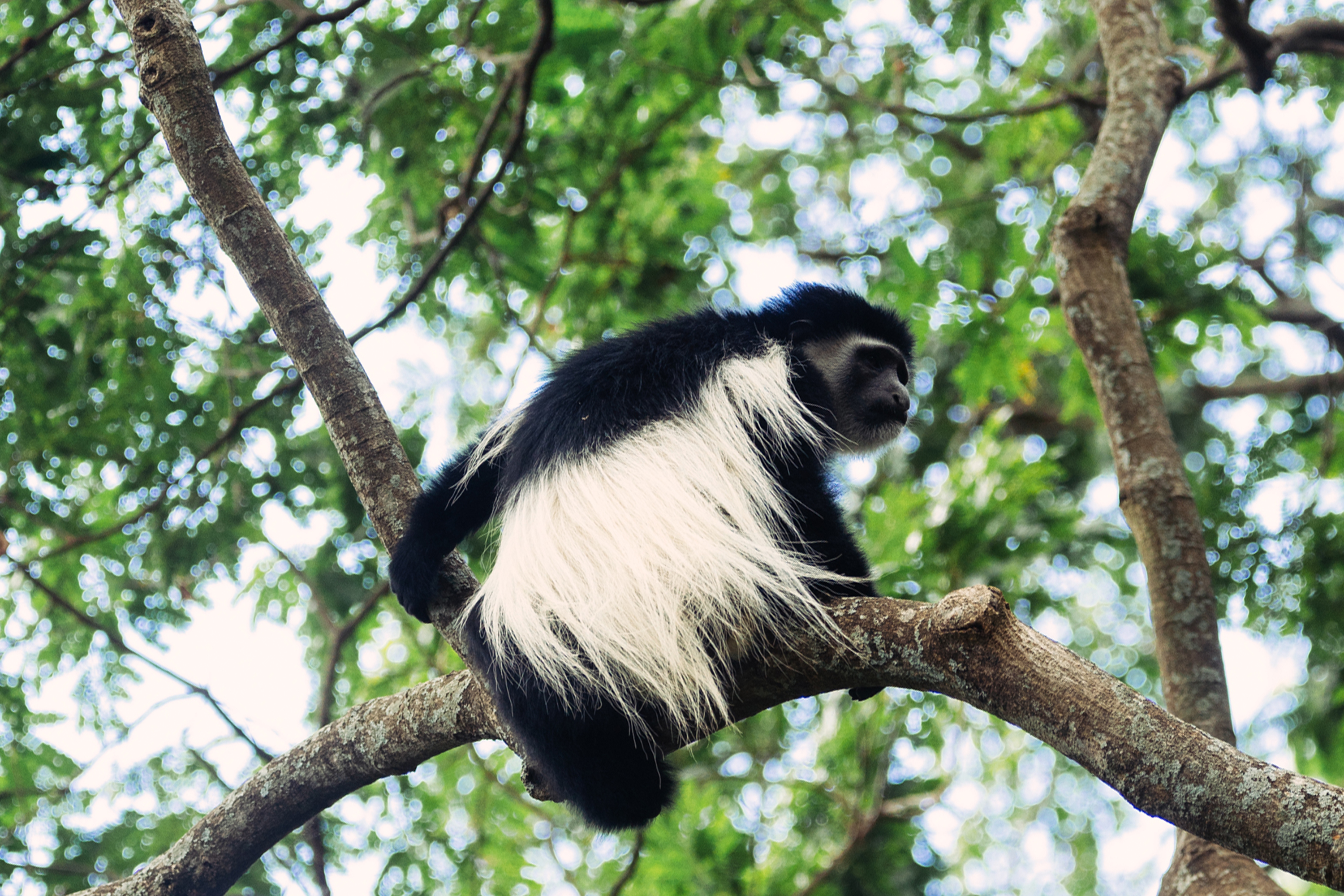 Blue Monkey seen at rivertrees country inn in Usa river