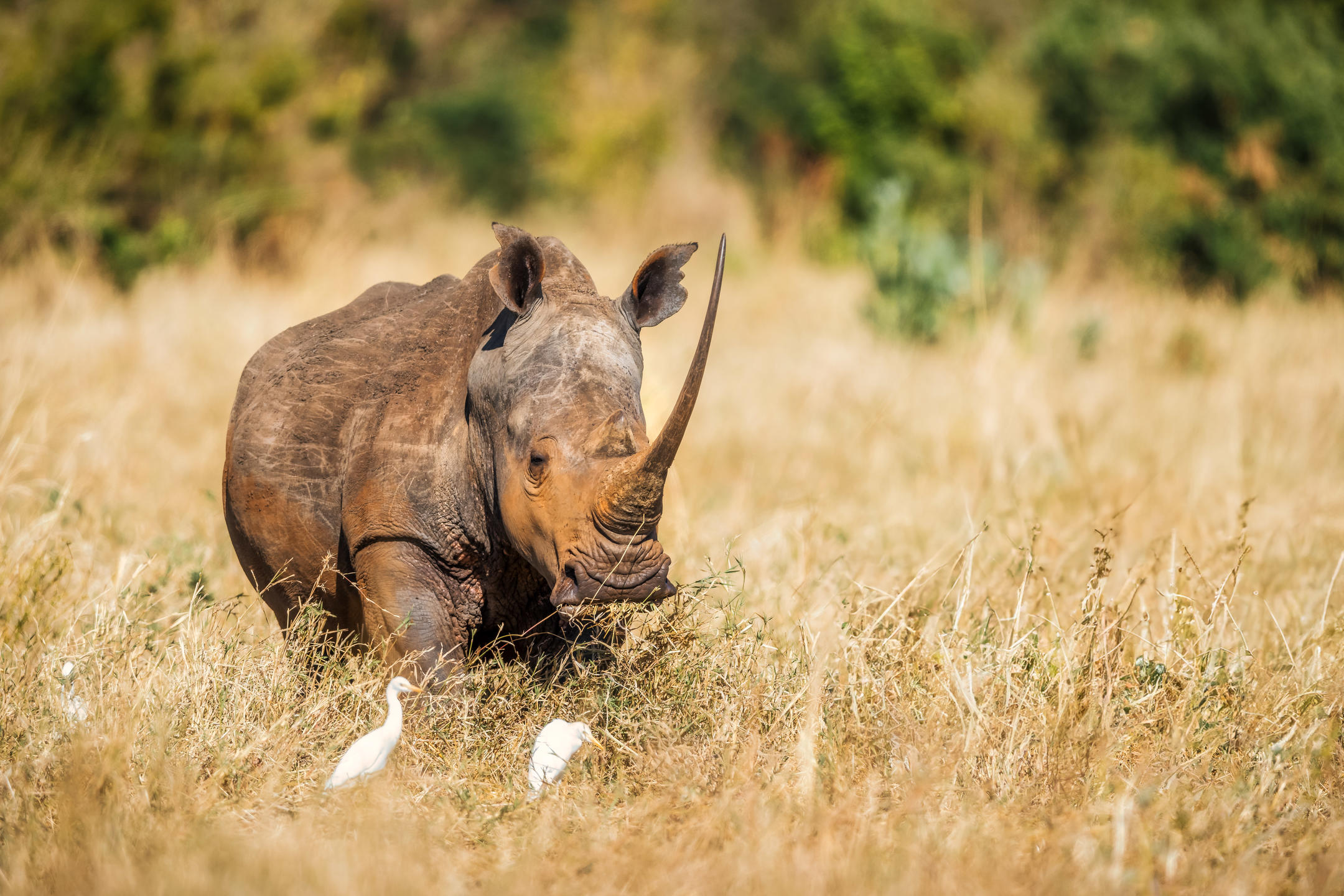 Rhino and geese in Meru National Park