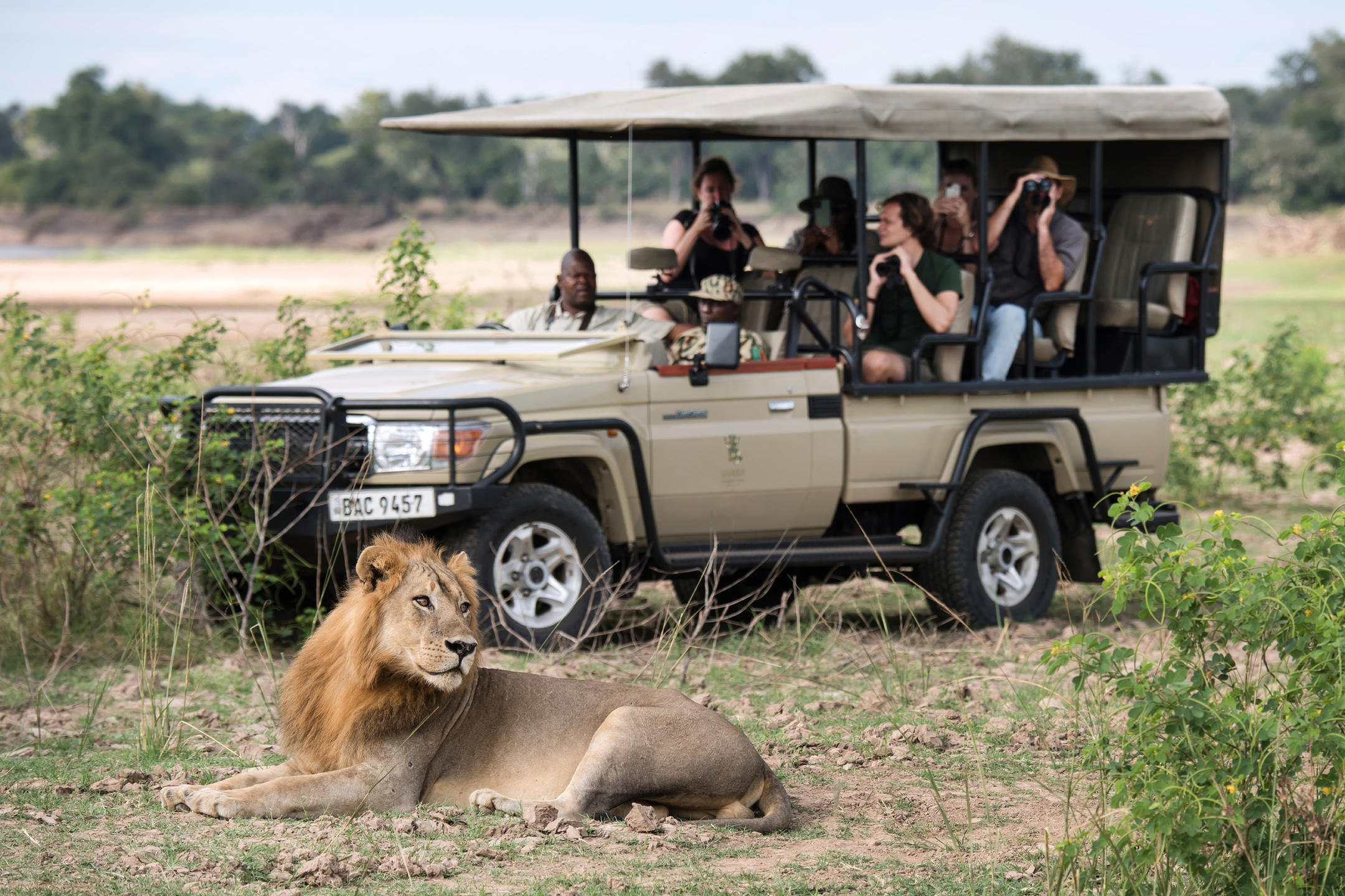 Lion in front of safari vehicle at Shawa Luangwa
