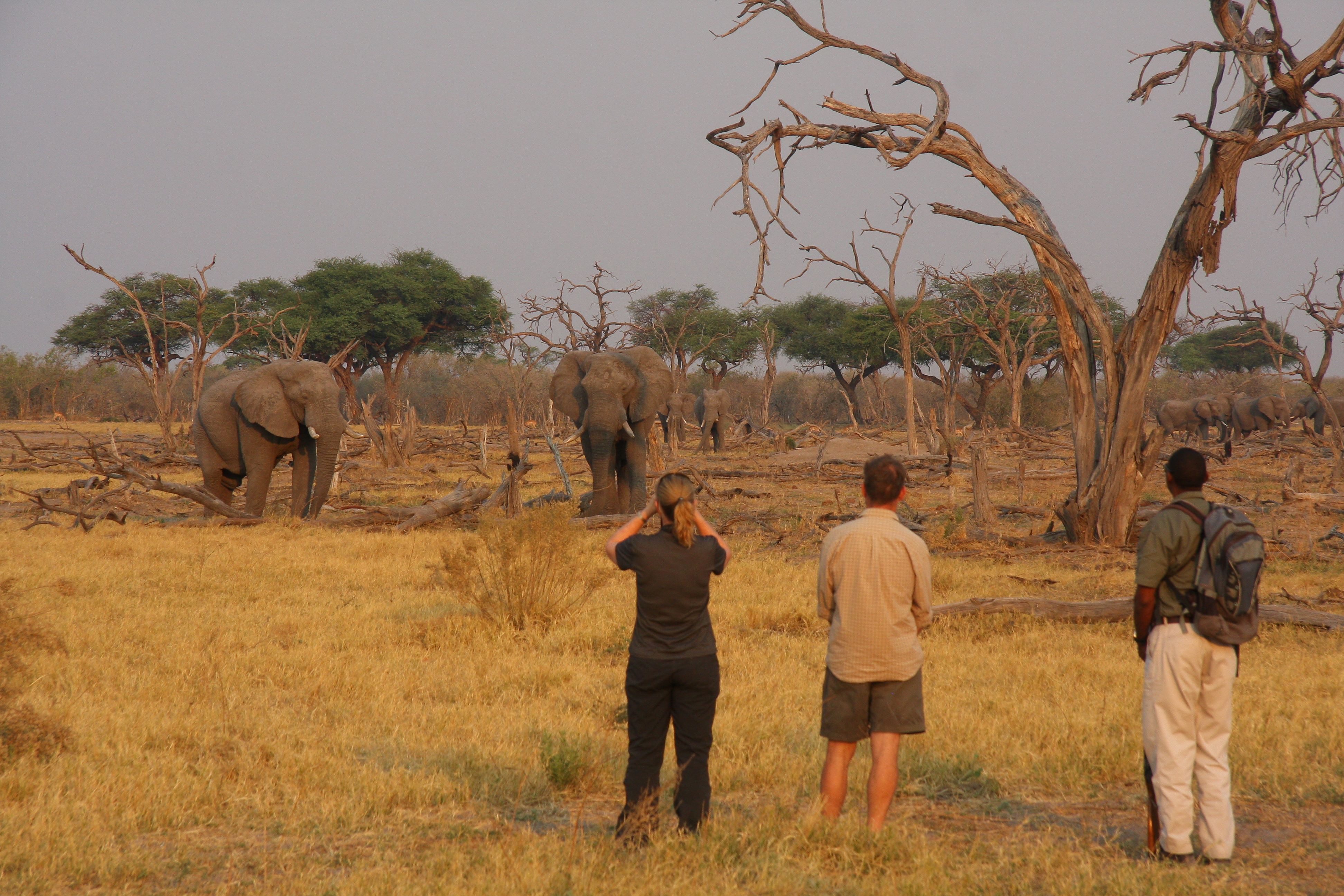 Walking safari with elephants at Sango Safari Camp