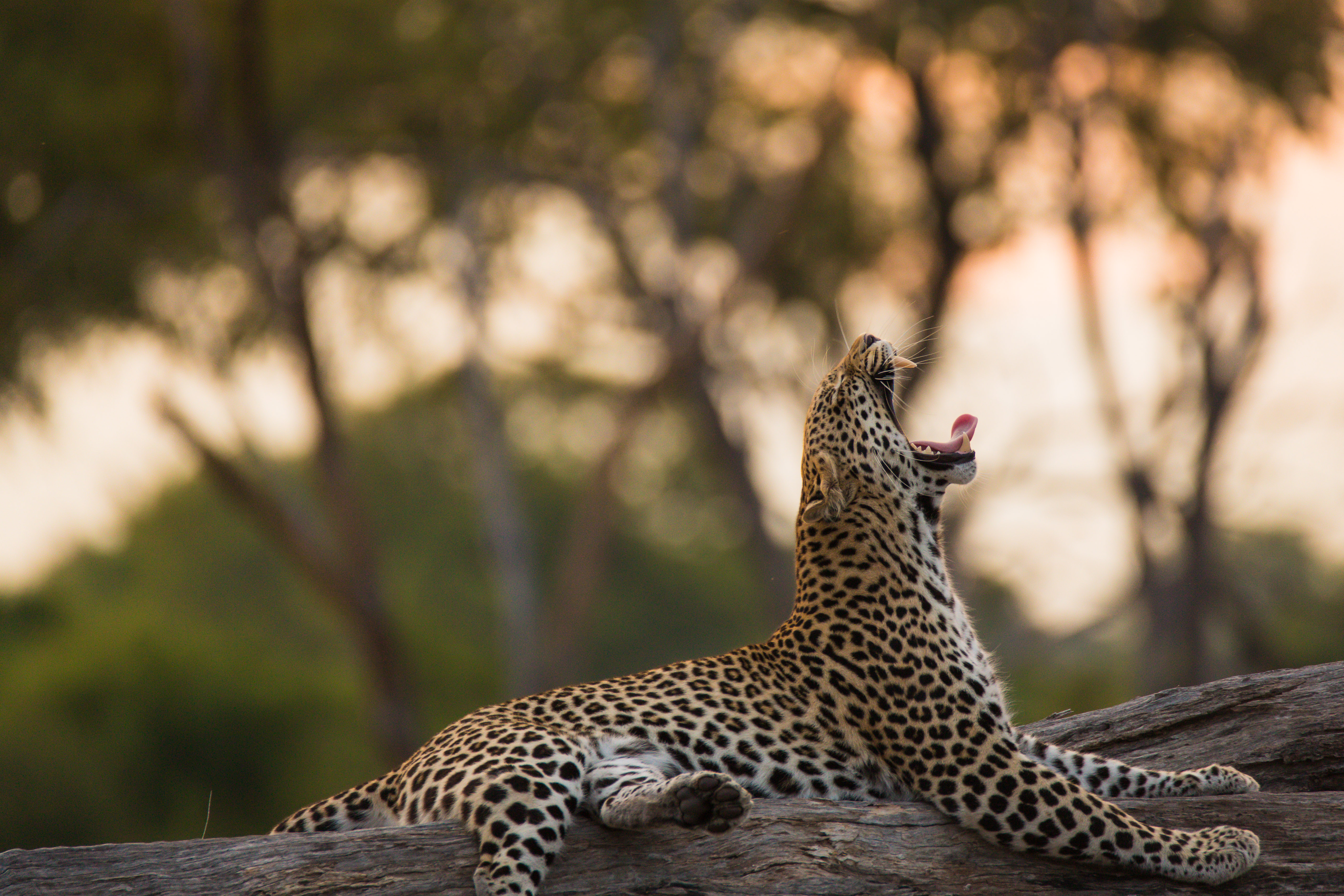 Leopard at Sango safari camp