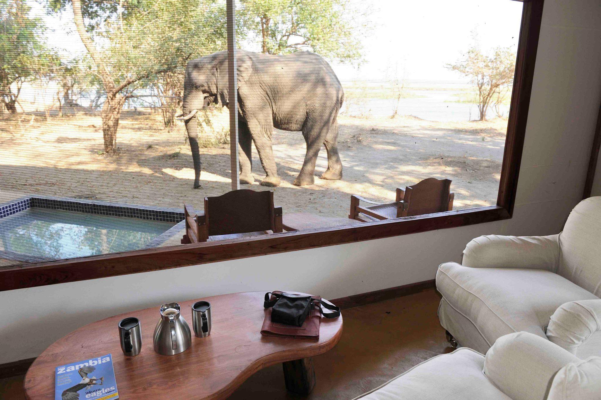 Watching an elephant wander past the tent at potato bush camp