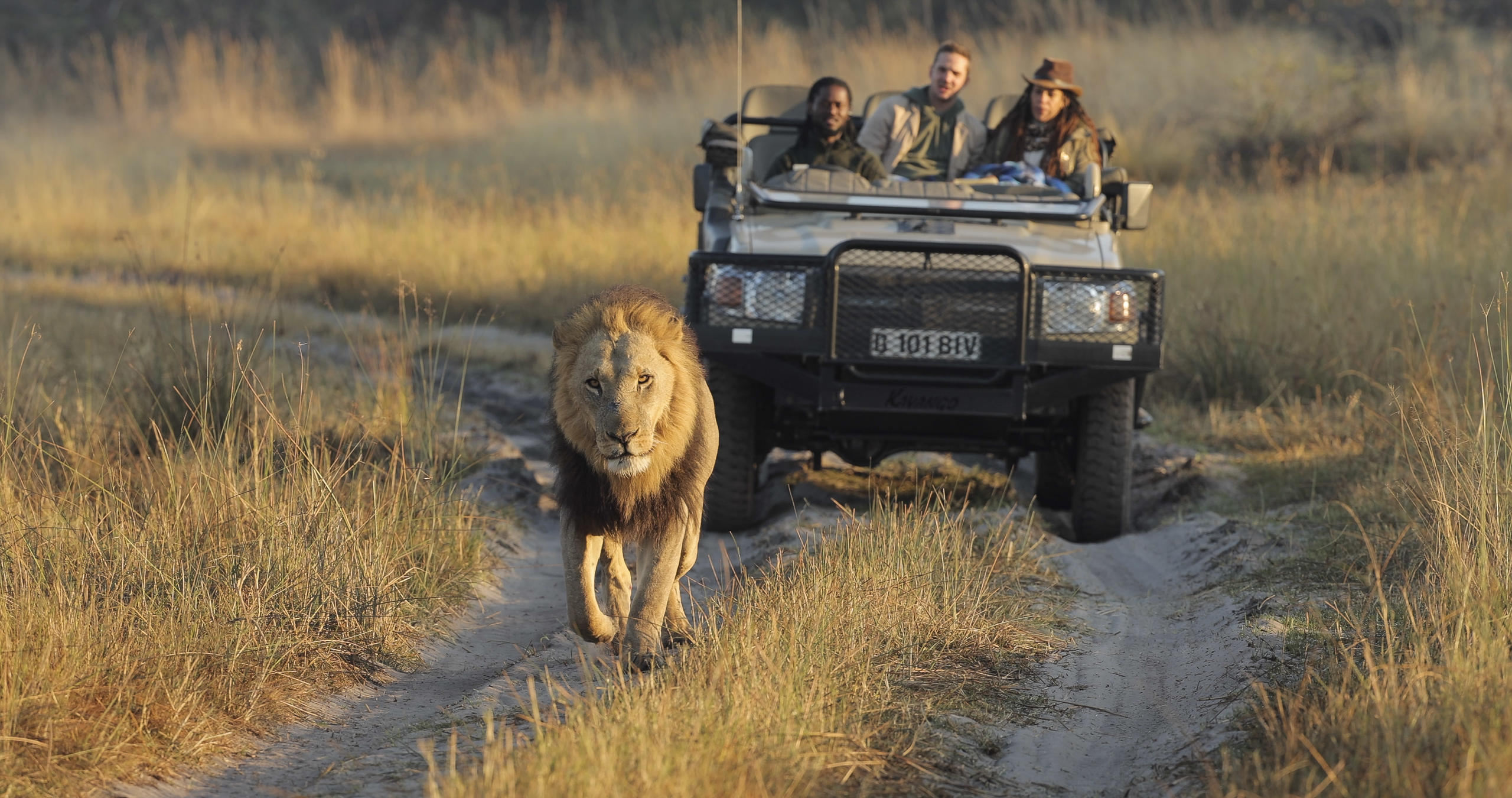 Lion in front of safari vehicle at Shinde Footsteps