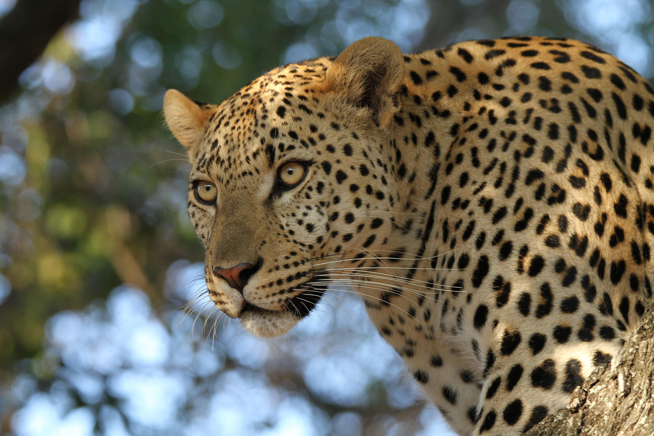 Leopard in the Klaserie Private Reserve