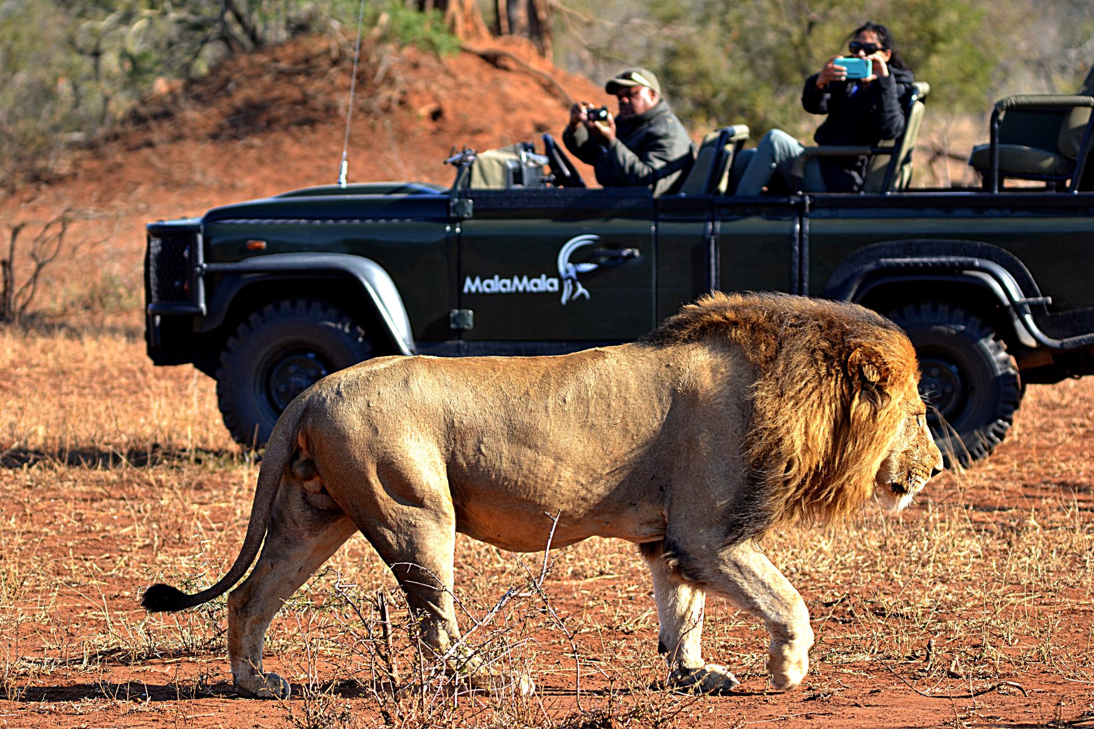Lion on safari at MalaMala Main Camp