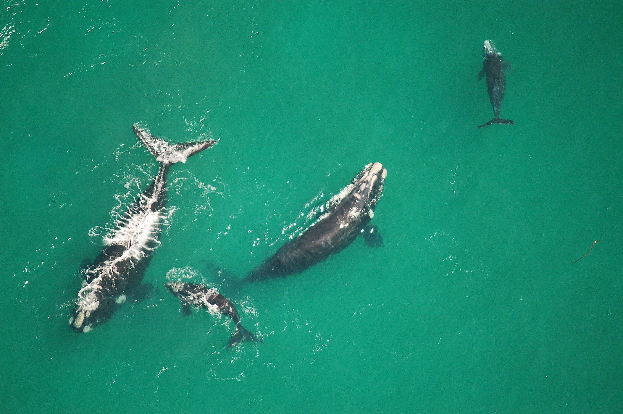 Whales off the coast of Hermanus