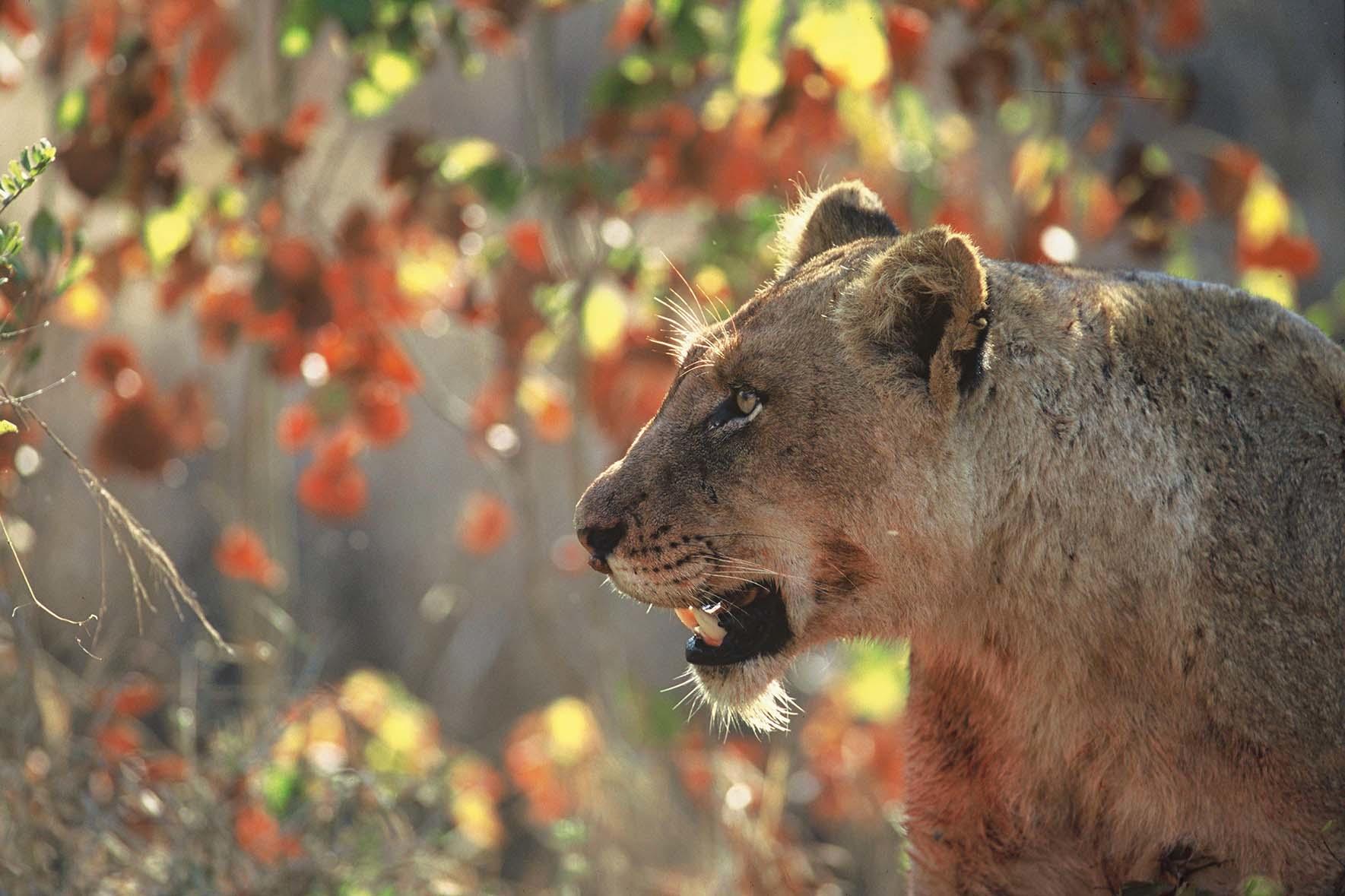 Lion on safari in the sabi sands