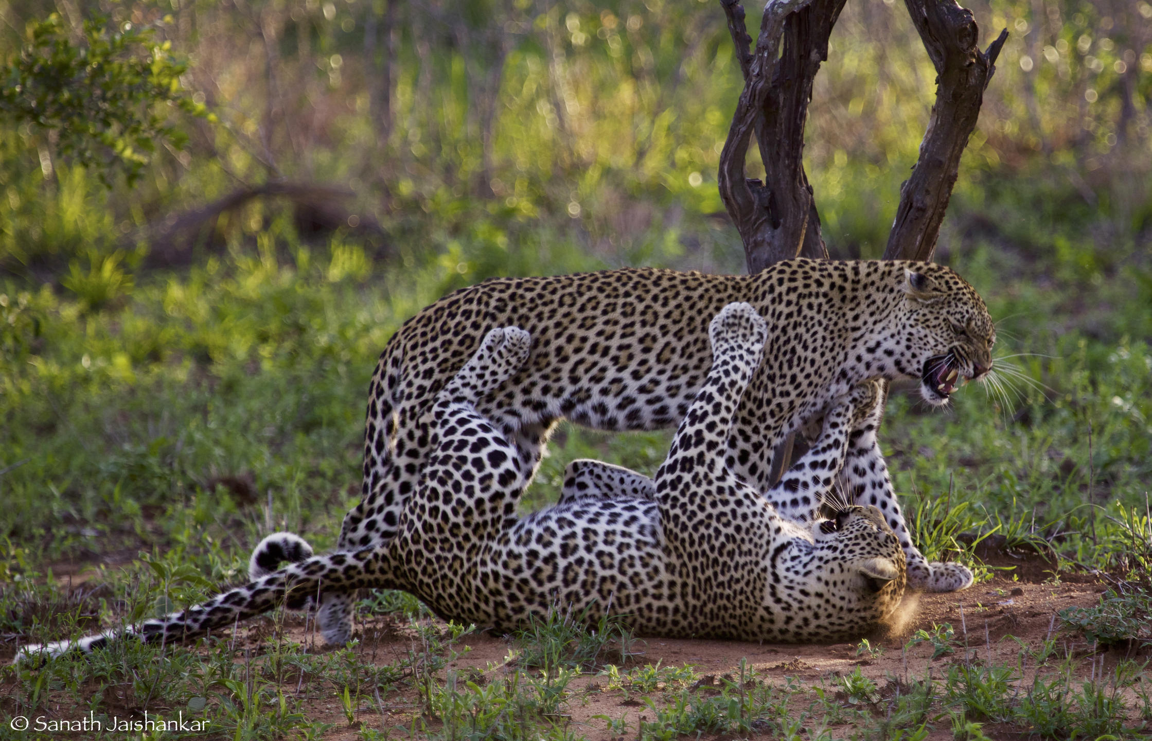 Leopards in the Imbali in Kruger