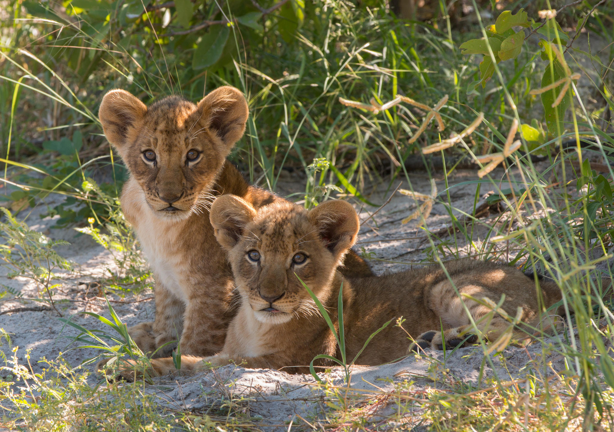 Lion cubs on Kwando Reserve