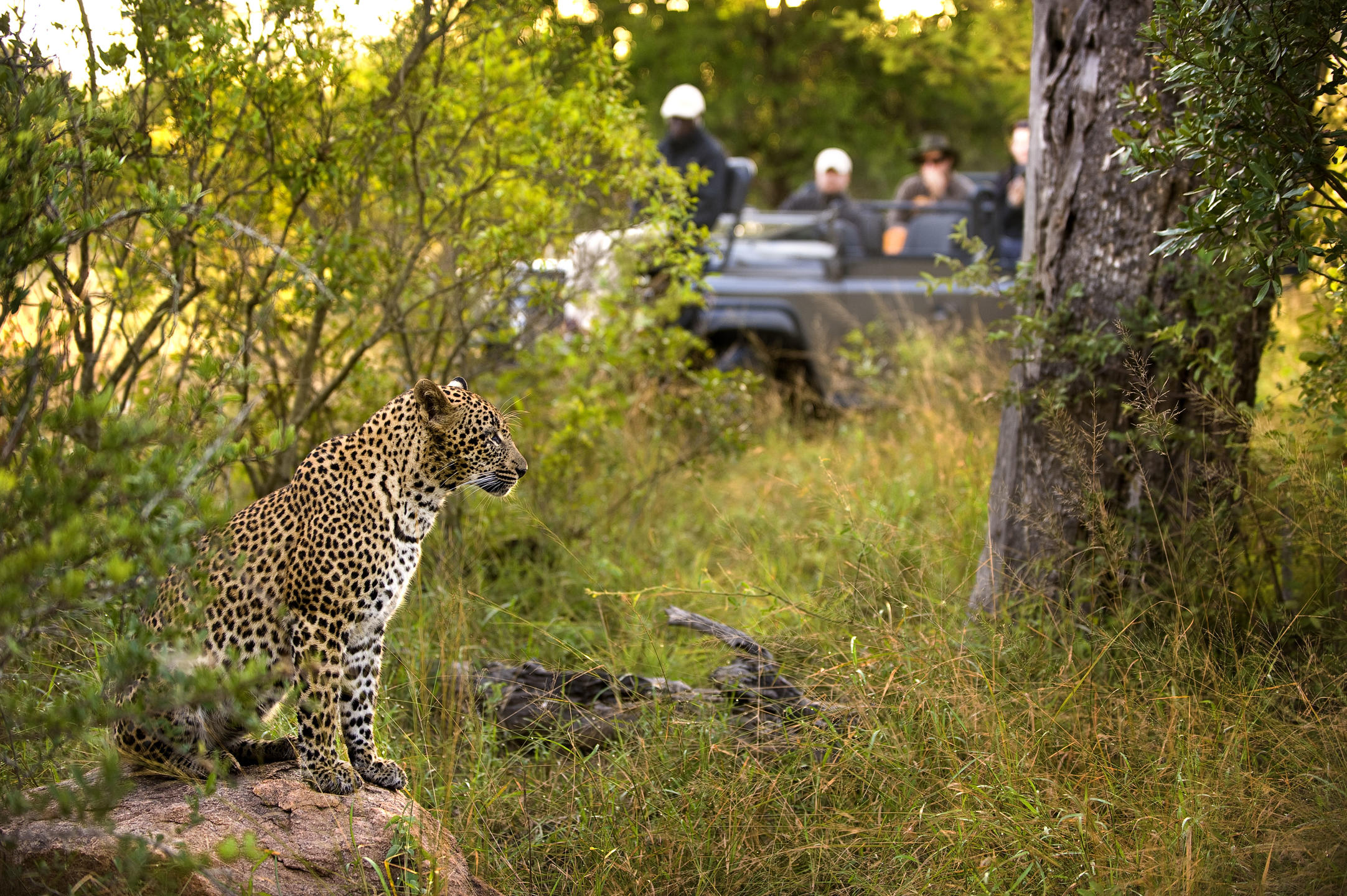Leopard on safari in the Sabi Sands