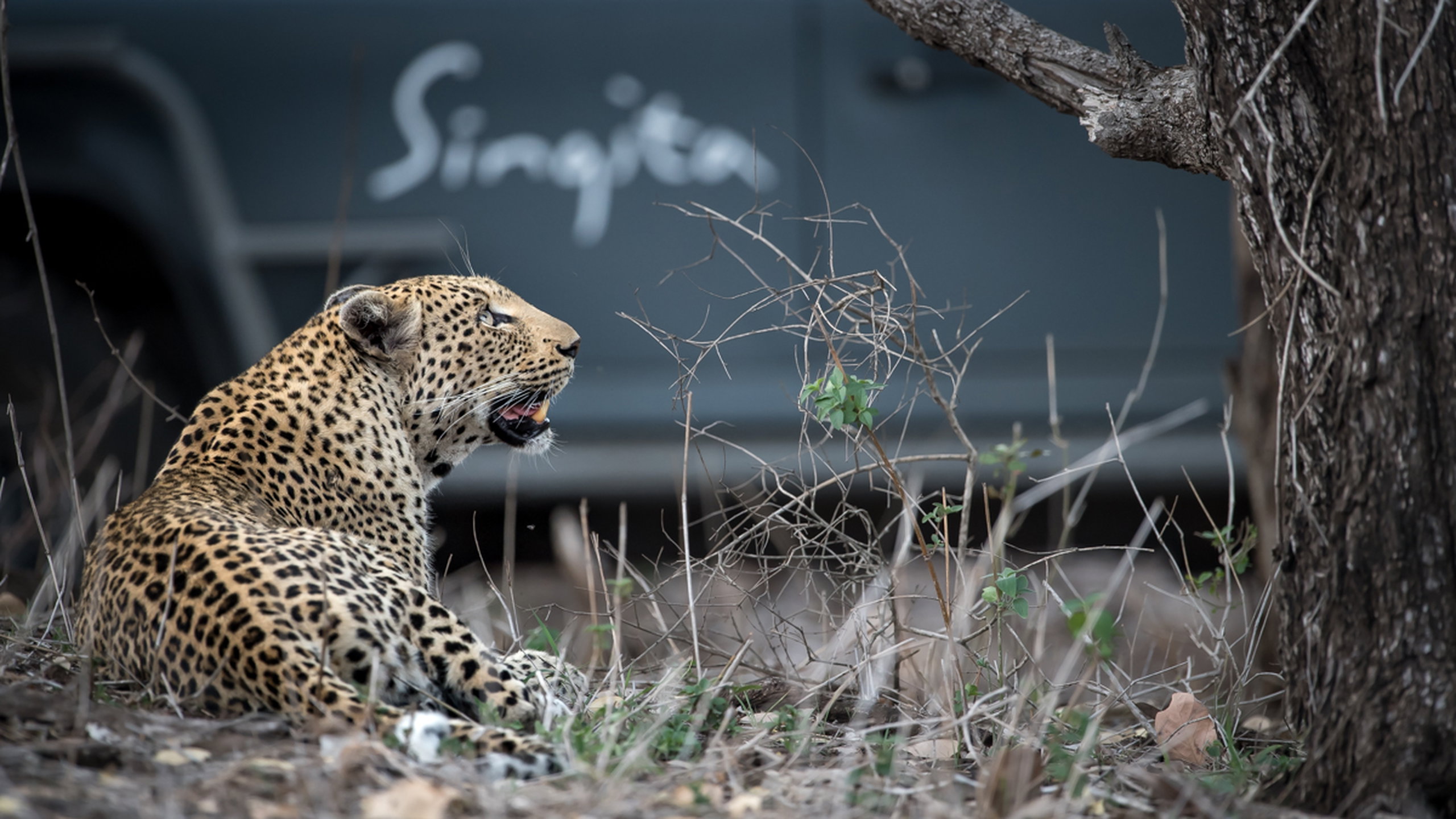 Leopard at singita sweni in the kruger