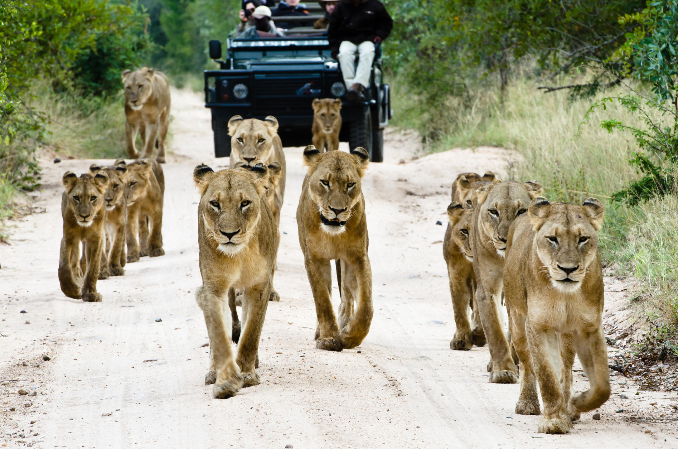 Lions on safari in the sabi sands