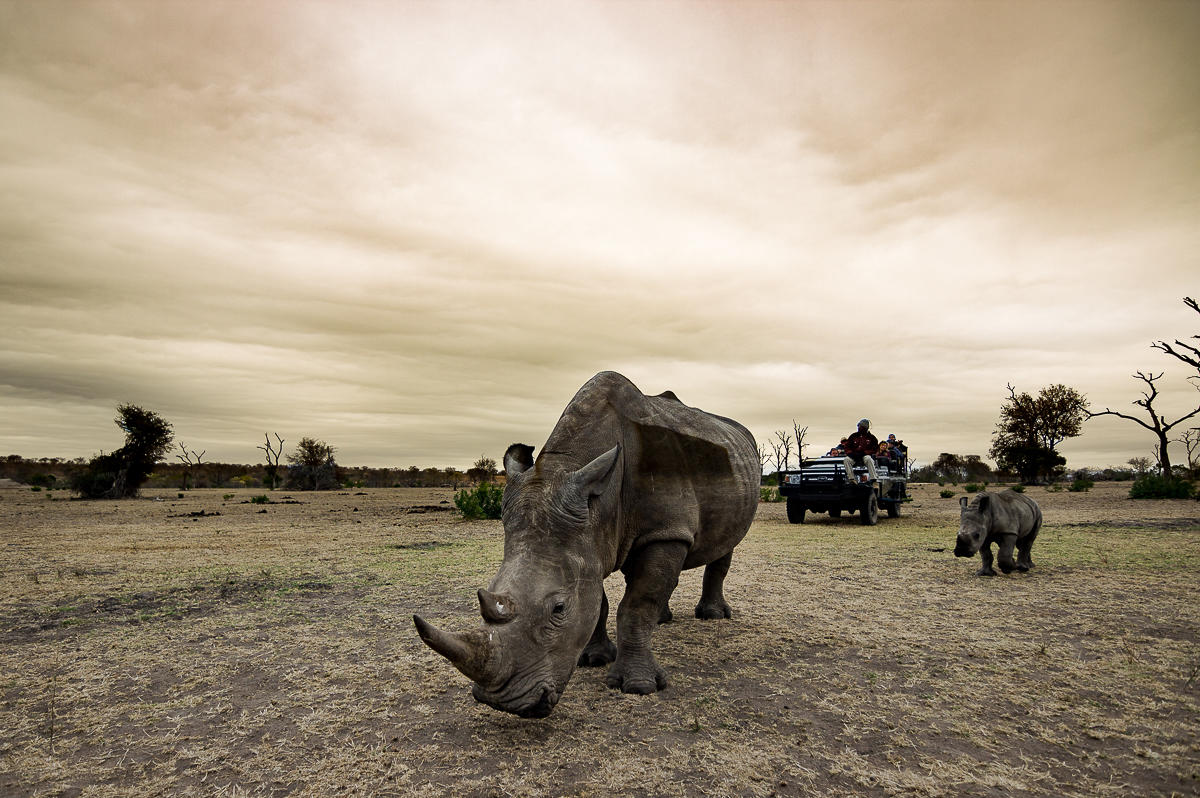 Rhino on safari at Sabi Sabi Selati Camp