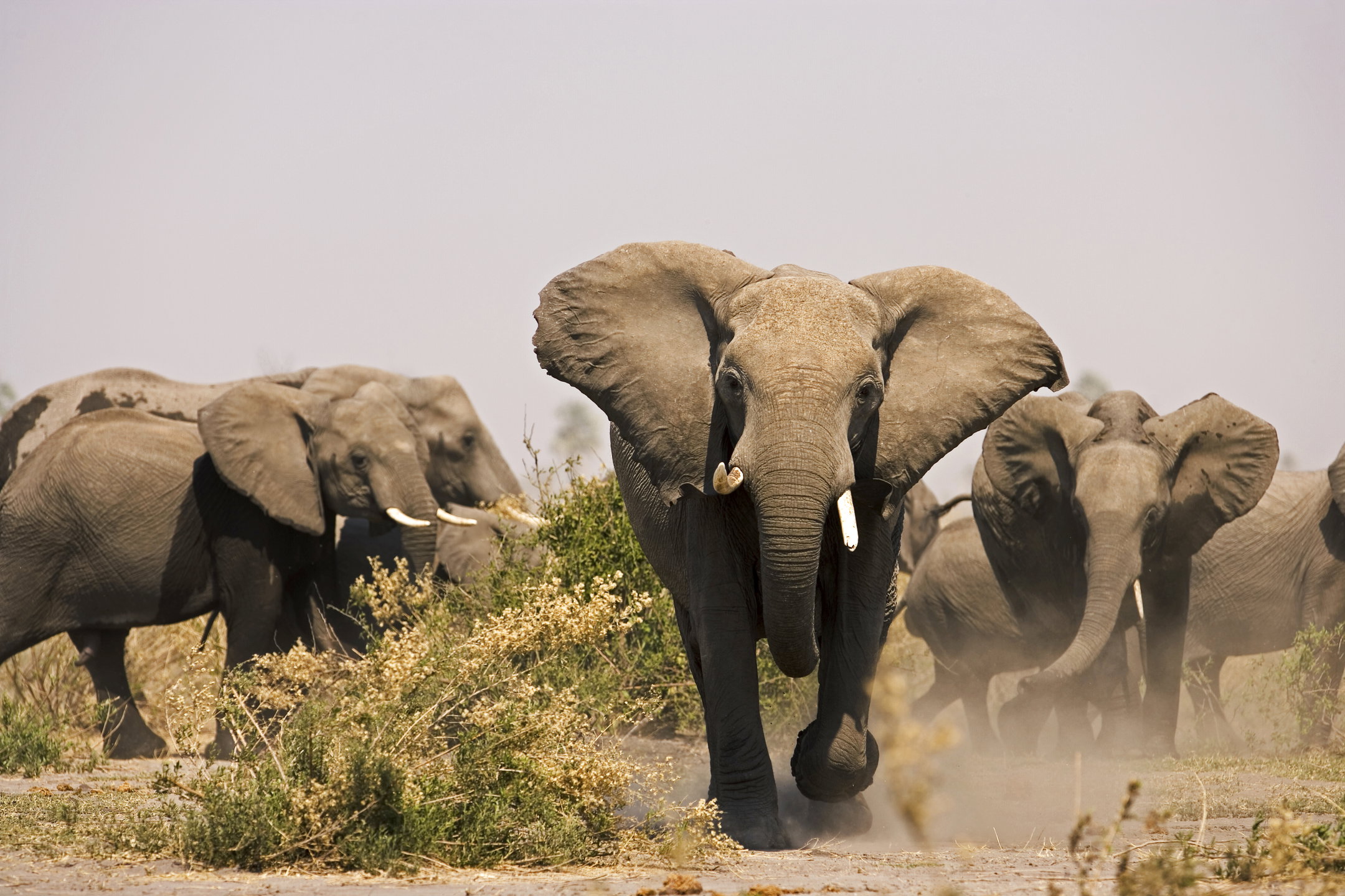 Elephants in the Selinda Reserve