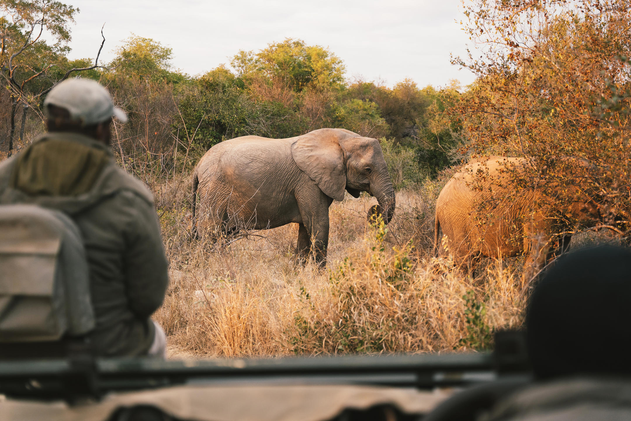 Elephant on safari in the timbavati