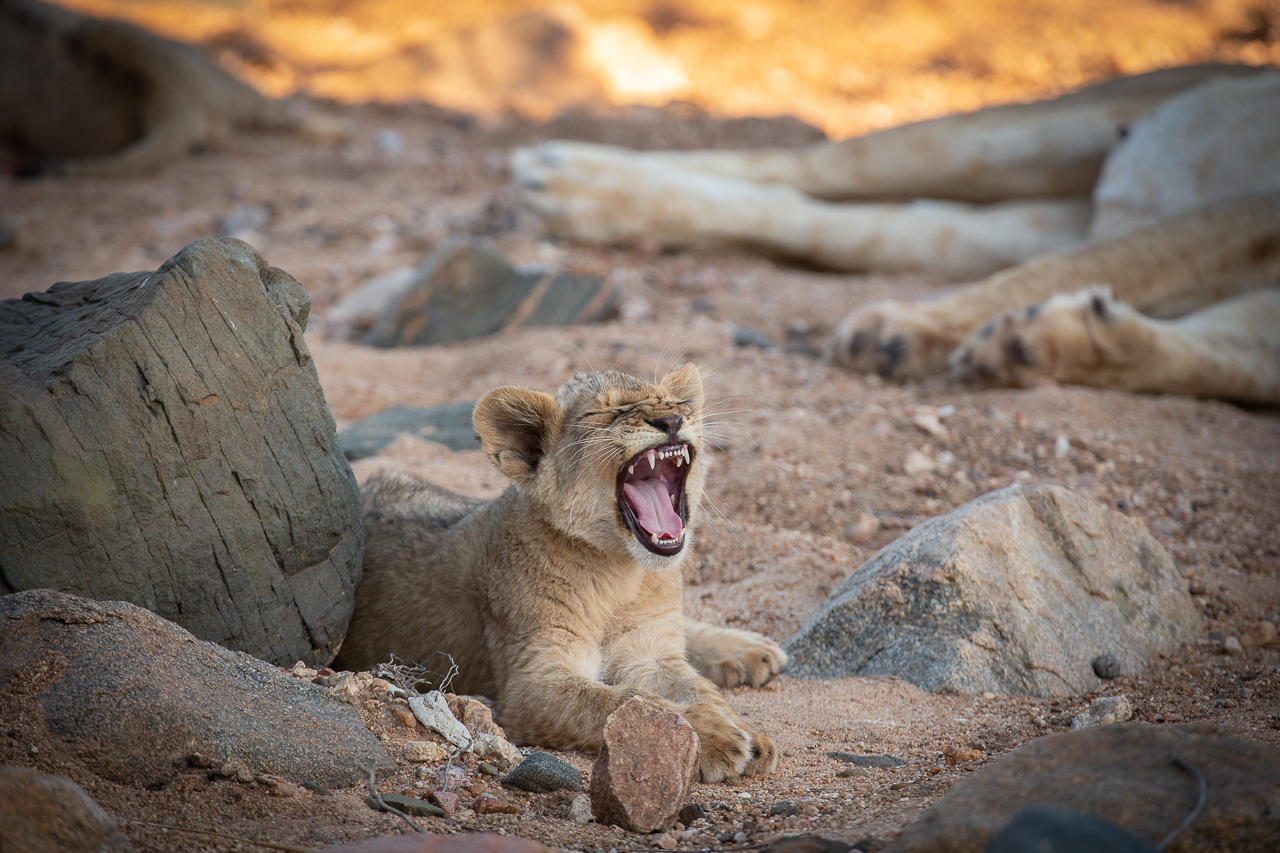 Lion cub on safari from Tanda Tula in the Timbavati