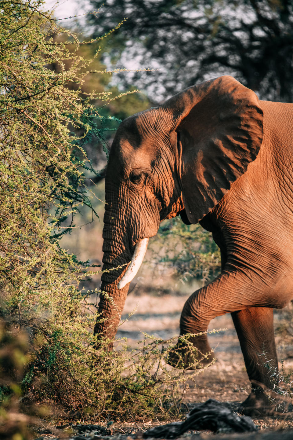 Elephant on safari in the Kruger near The Outpost