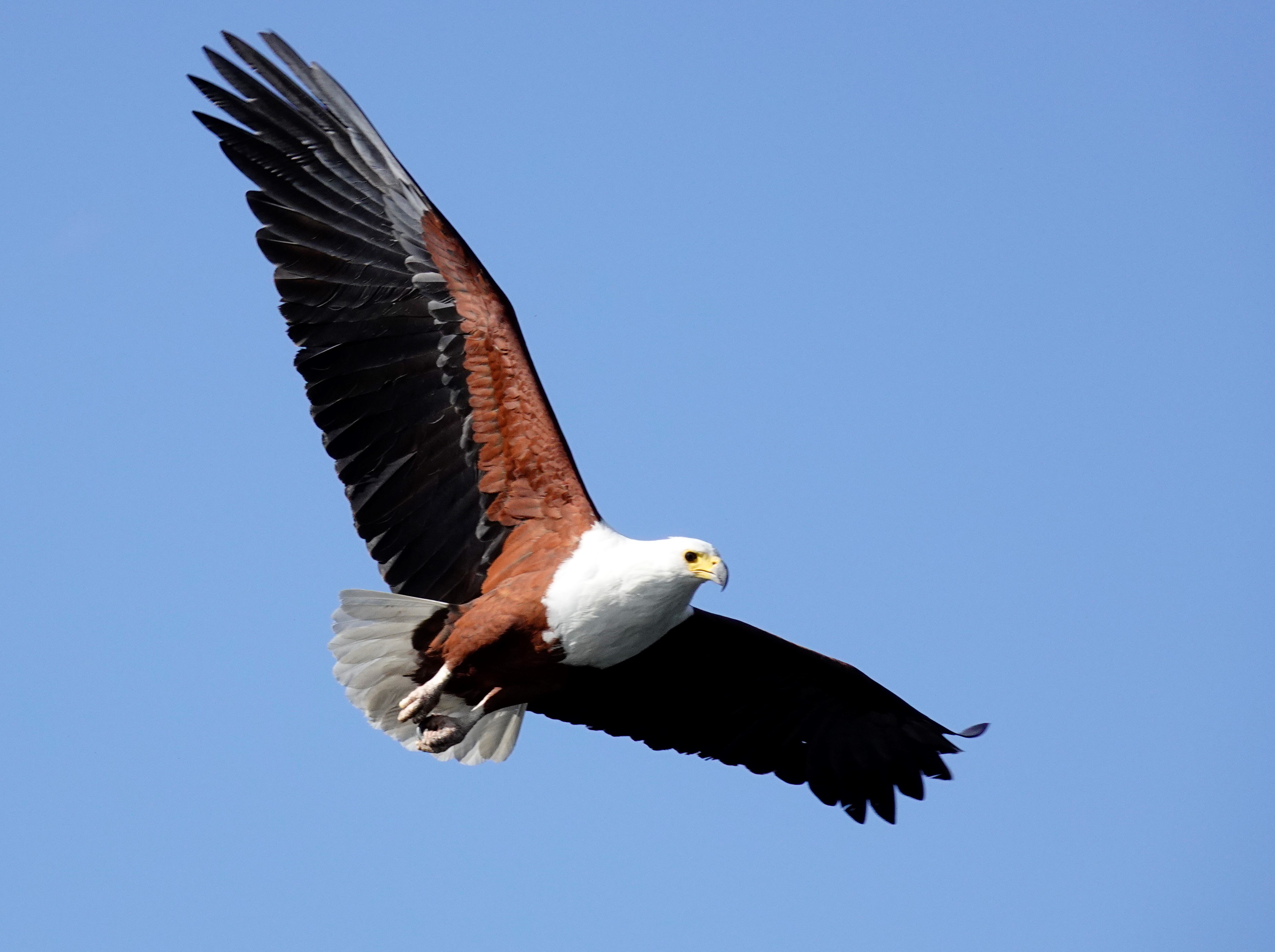 fish eagle in the okavango