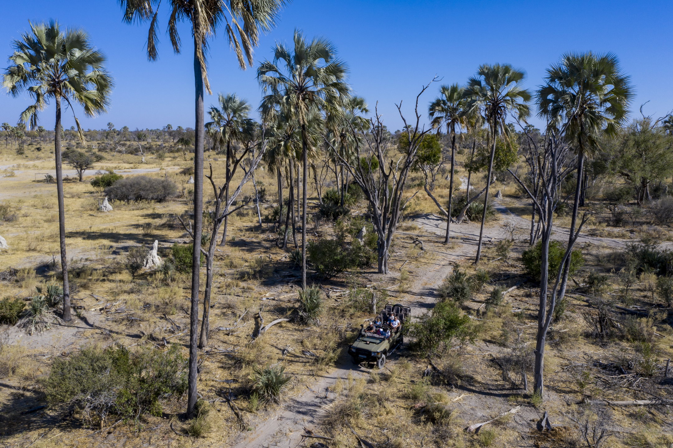 Game drives in the okavango at gomoti plains