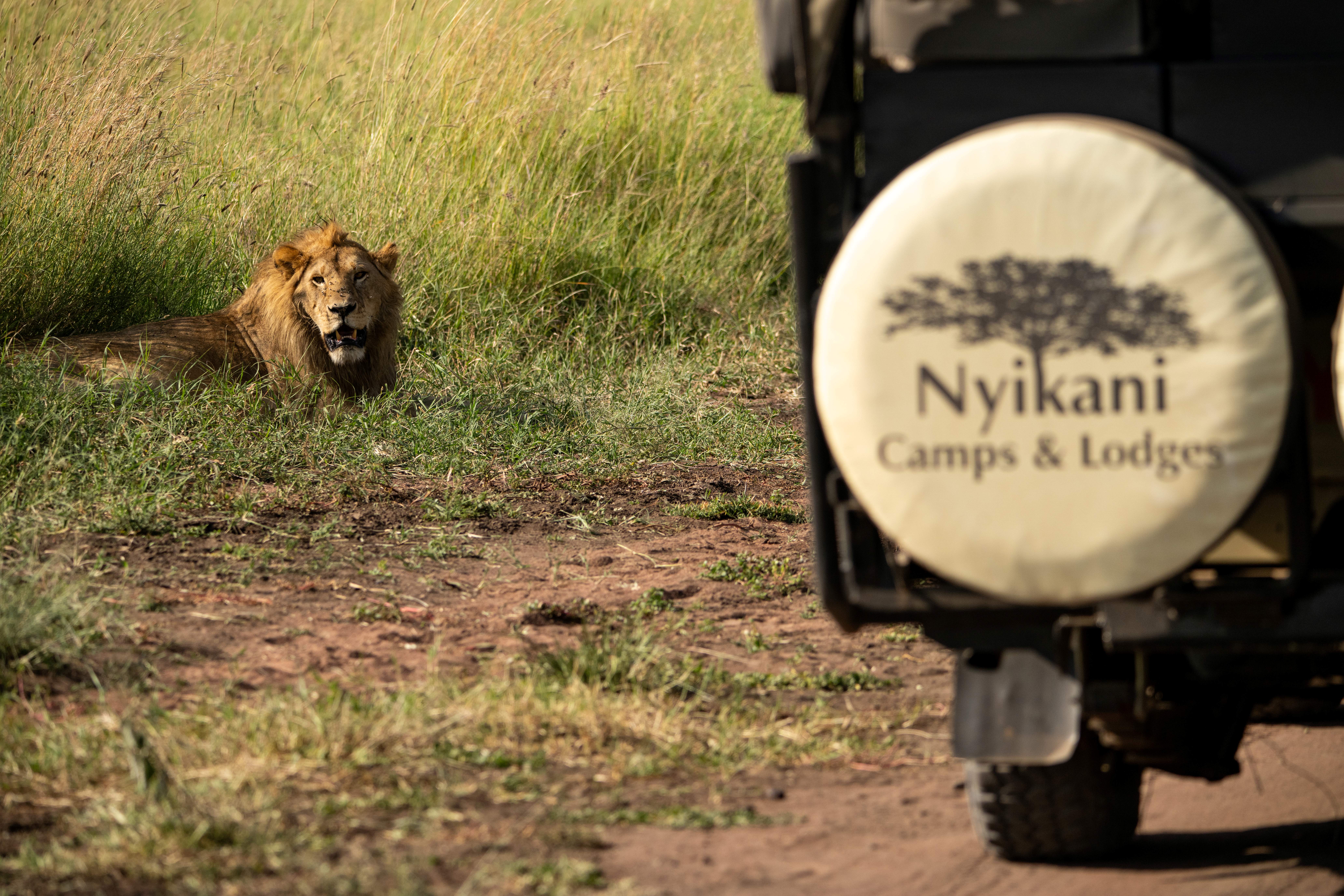 Lion on safari with Nyikani Camps in the Serengeti