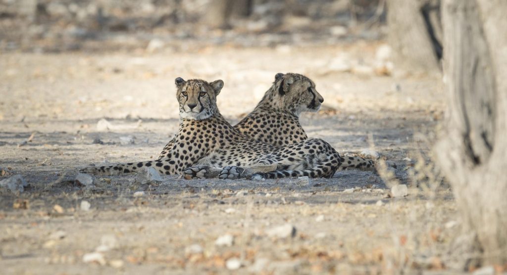 Two cheetahs resting on the ground in a natural habitat, facing different directions.