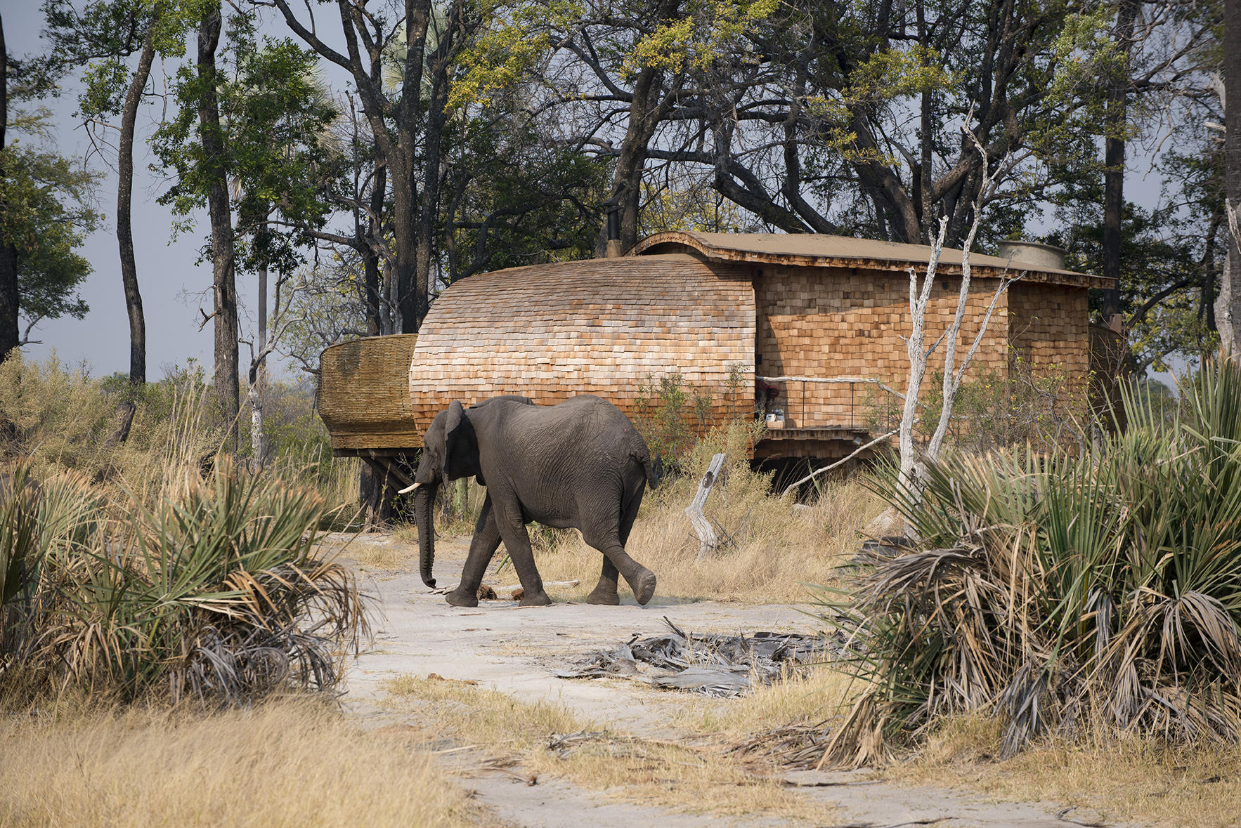 Elephant in camp at sandibe 