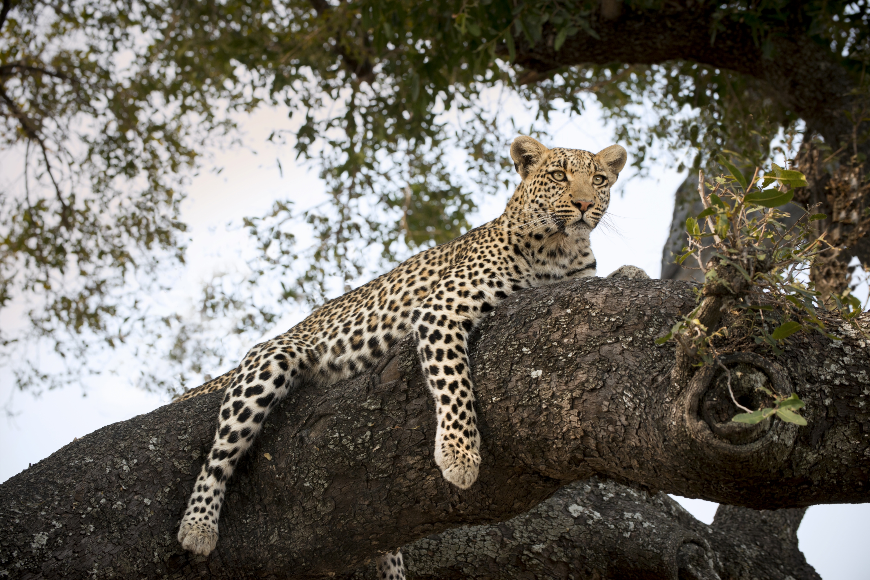 Leopard on safari at sandibe